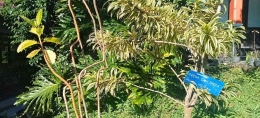 Tanaman hias Nyanyian Dari India, namanya unik. Sumber: Dokpri