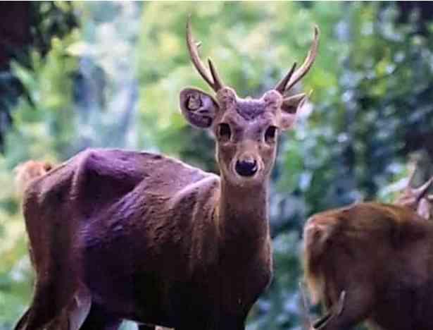 Foto Artikel : Axis Kuhli: Salah Satu Jenis Spesies Rusa Bawean yang ...