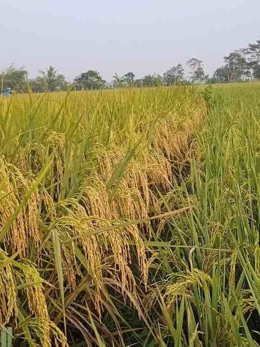 (Sumber : FB-Petani Padi Indonesia)
