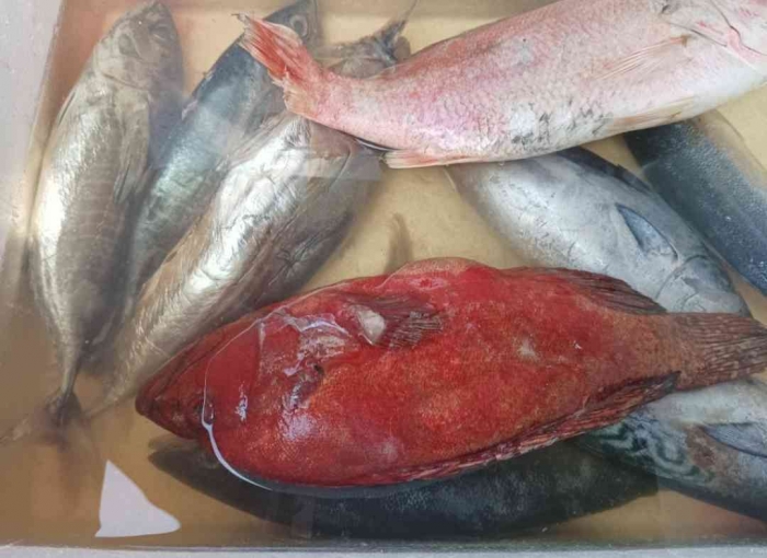 Ikan segar yang siap dipilih dan free bakar. Tongkol, tuna, kakap merah dan kerapu merah(dokpri)
