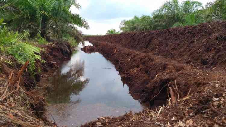Lahan Gambut Kelapa Sawit (Sumber: gimni.org)z