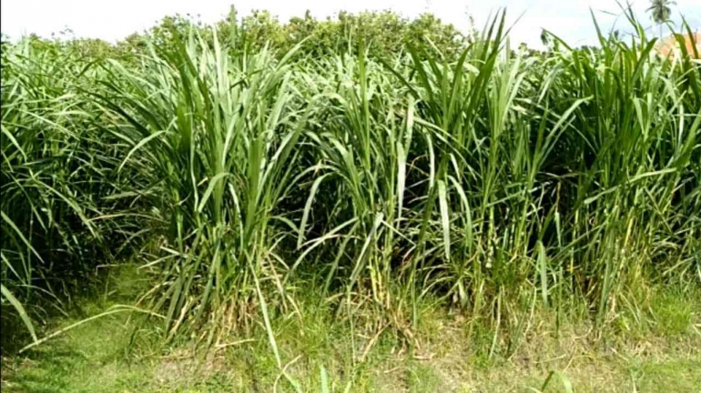 Satu Rumput Mesin pencacah Rumupt Gajah: Kunci Sukses Budidaya Rumput Pakan Ternak ...