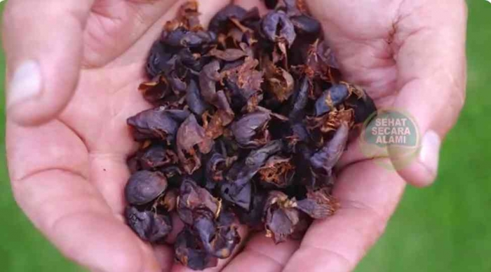 Kulit kopi siap diseduh menjadi teh Cascara (dok foto: youtube.com/@SehatSecaraAlami)