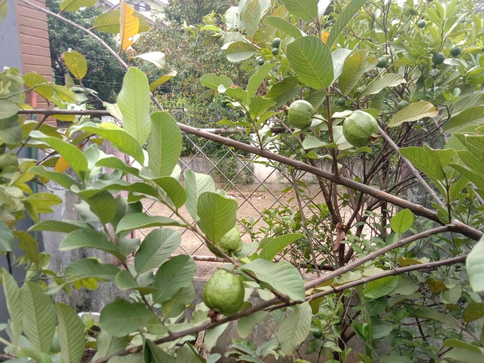 Buah jambu bangkok di kebun Oma/dokpri
