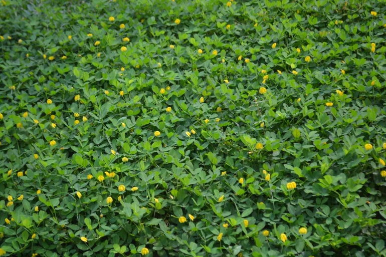 Tumbuhan kacang-kacangan ini dapat dimanfaatkan ketika lahan diberakan atau diistirahatkan (dok foto: planterandforester.com)