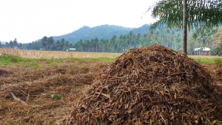 Memanfaatkan limbah tanaman untuk memperbaiki lahan pertanian setelah panen (dok foto: riset.guru)