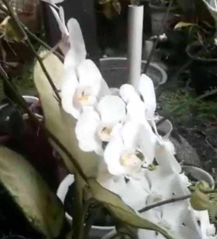 Anggre Cantik (Foto Dokpri).