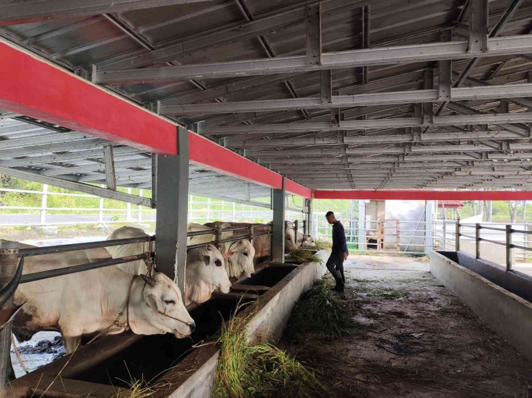 Sapi Farm Peternakan Sapi NK Farm Jadi Primadona Pembinaan di Lapstrinuka ...
