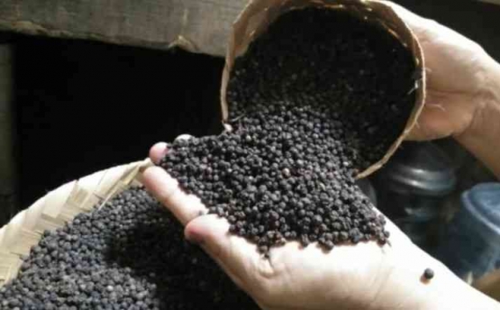 Produk lada hitam asal Lampung kualitas ekspor (dok foto: inews.id)