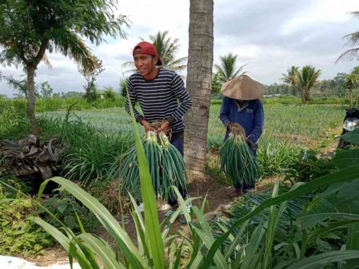 Memanen bersama ayahanda. | Dokpri