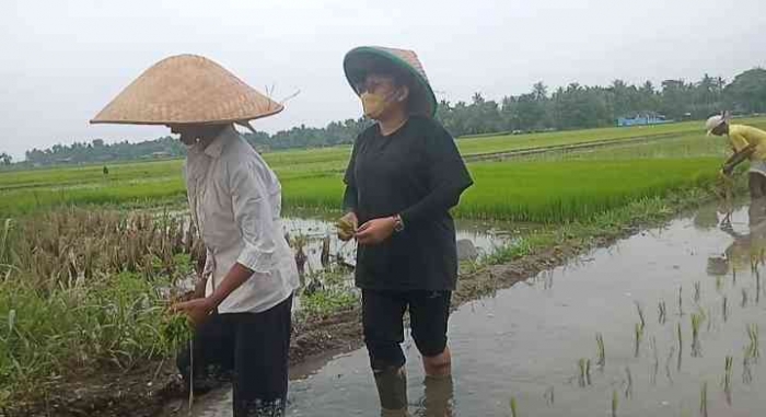 Gadis milenial menanam padi. | Dokpri