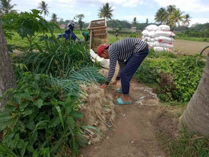 Hasil panen dengan latar belakang pupuk kohe sebagai wujud lingkungan sehat. | Dokpri