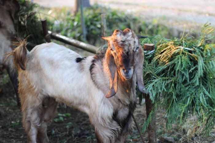 Input sumber gambar dokpri