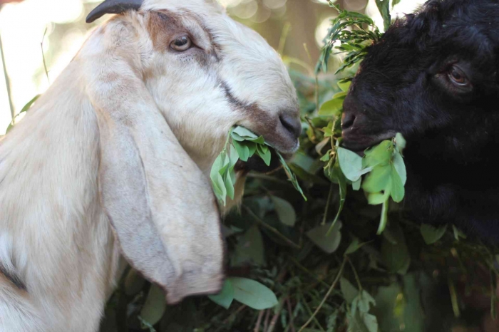 Input sumber gambar dokpri