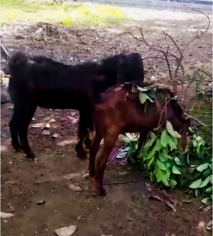 Kambing Jawarandu (dokpri)