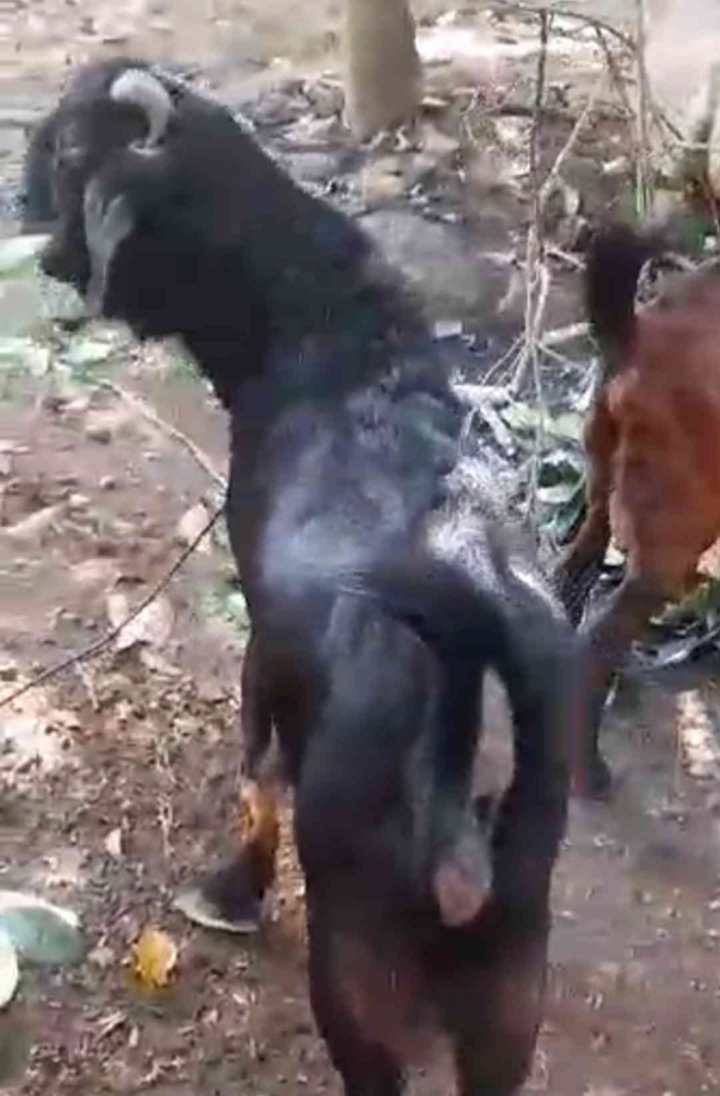 Kambing Jawarandu (dokpri)