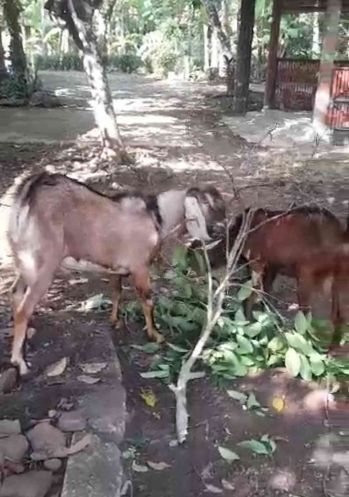 Kambing Jawarandu (dokpri)