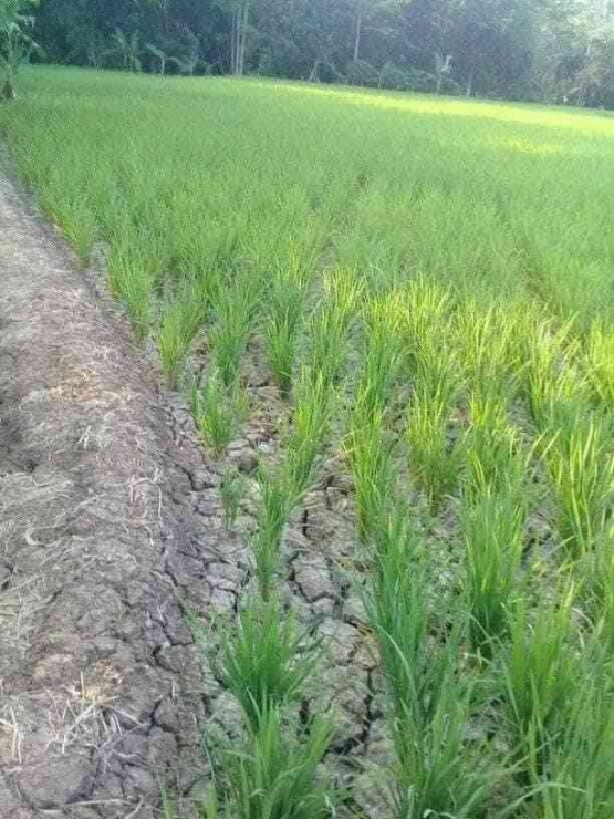Padi di Sawah Kekurangan Air ( Sumber : Fb. Salamtani.id)