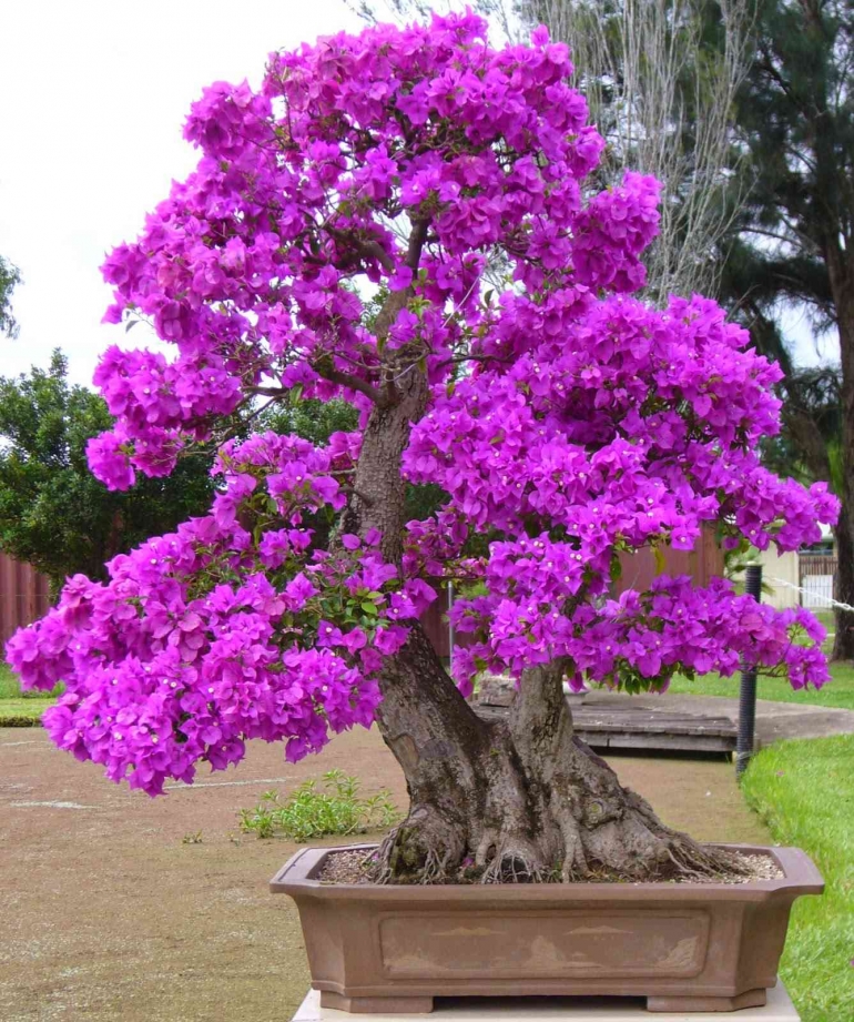 Bogainvillea, bonsai cantik dengan batang yang menarik dan bunga yang indah (dok foto: centralbonsai.com)