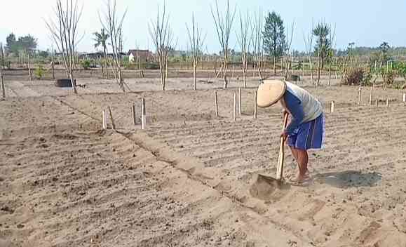 Mencangkul tanah kering dan berpasir di pesisir Bantul. | Dokumen pribadi