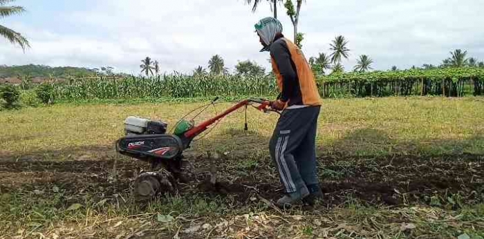 Mentraktor lahan untuk tanaman palawija. | Dokumen pribadi