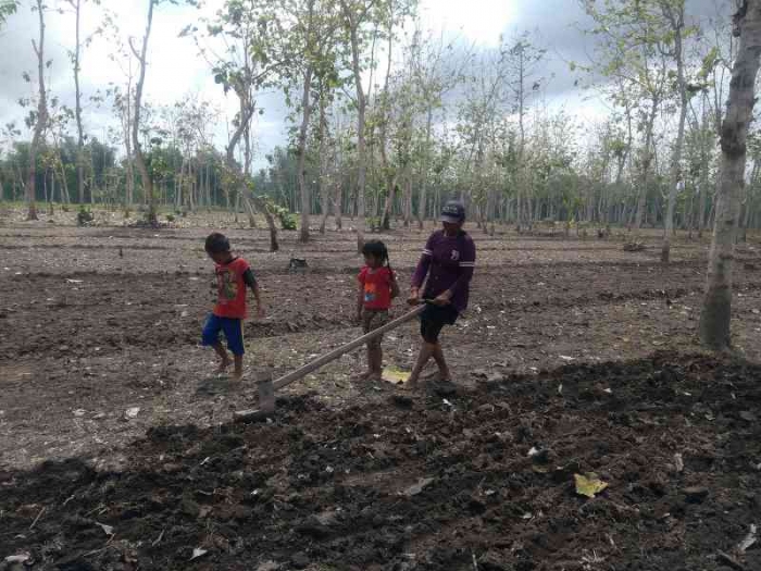 Membajak dengan tenaga sendiri. | Dokumentasi pribadi