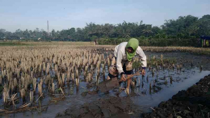 Menyekop untuk menggemburkan tanah. | Dokumen pribadi