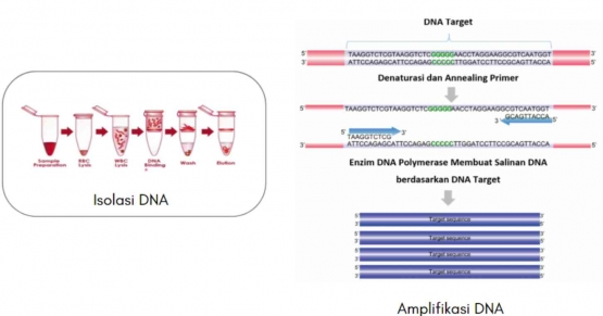 Isolasi dan Amplifikasi DNA