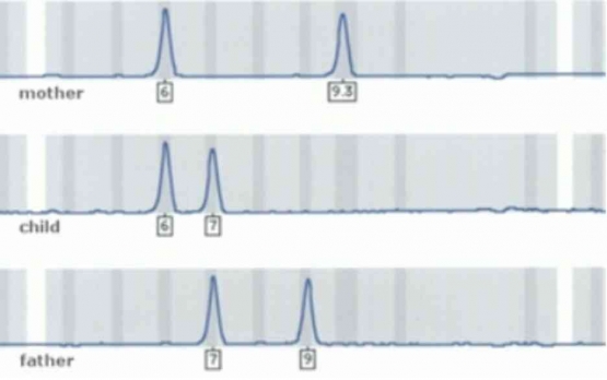Mikrosatelit Analisis