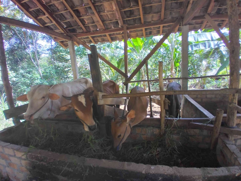 Sapi hasil pengembangan dari penjualan kambing-kambing di kampung (dok foto: Greg Nafanu)