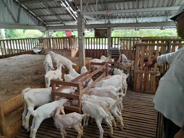 Anak-anak kambing sedang makan (dokpri)