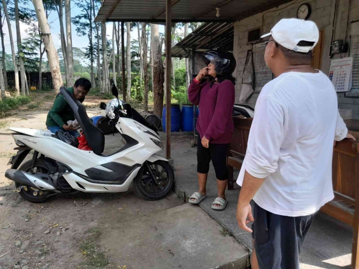 Pelanggan susu kambing yang sepekan sekali datang (dokpri)