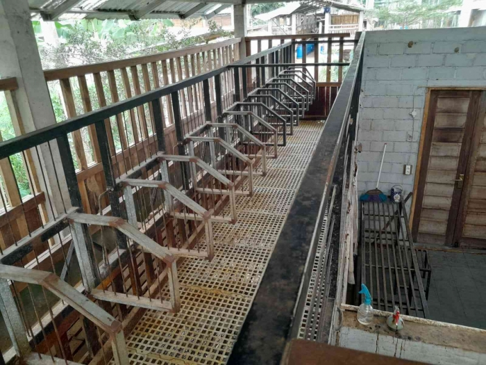 Tempat kambing diperah susunya (dokpri)