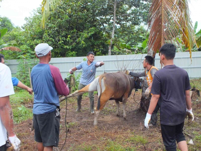 Sapi siap direbahkan (dok SIT Nurul Hikmah)