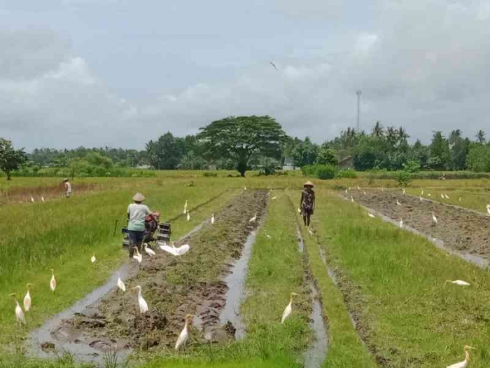 Burung-burung bangau di antara pembajak sawah . | Dokumen pribadi