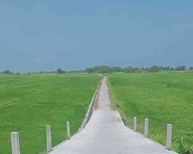 Sawah yang terbelah di pesisir Samas . | Dokumen pribadi