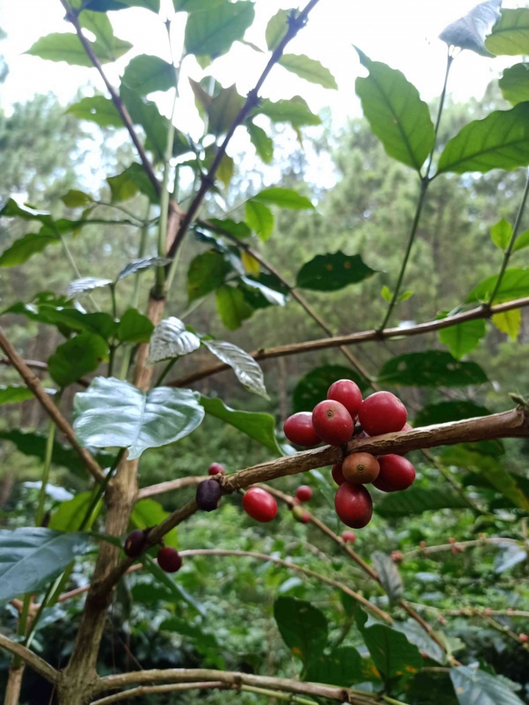 Kopi Sigararutang versi Wagir Malang yang siap petik. Foto : Calvein Tangka.