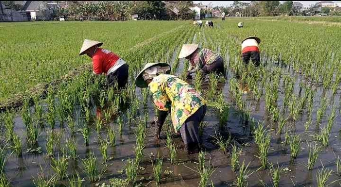 Sulit menemukan tenaga kerja buruh tani di pinggiran kota. | Dokpri