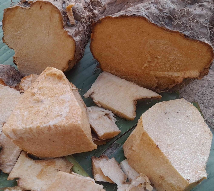 Umbi ubi hutan siap dipotong tipis untuk direbus atau dibuat keripik (dok foto: Greg Nafanu)