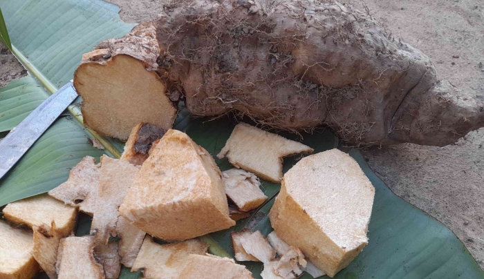 Bagian kepaka umbi ubi hutan memiliki serst kasar dan sulit dimakan, sebaiknya diberikan pada ternak (dok foto: Greg Nafanu)