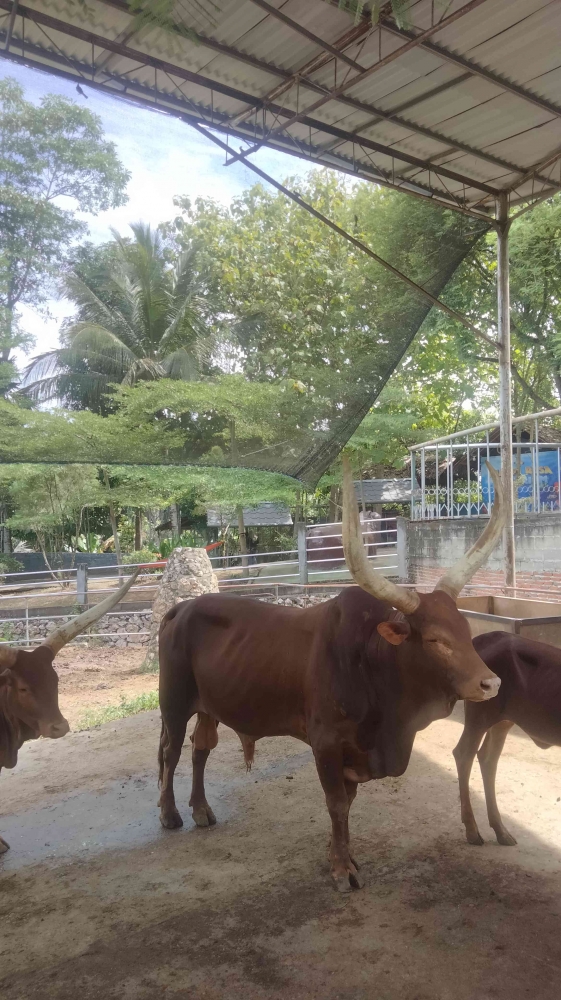 Sapi F Sapi Afrika Bisa Hidup di Aceh Halaman 1 - Kompasiana.com