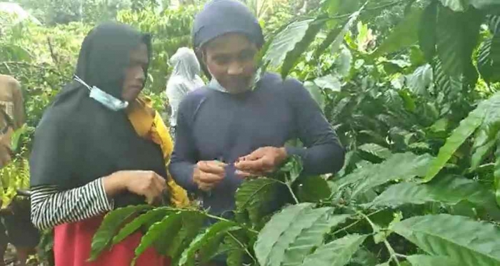 Praktik grafting kopi, salah satu materi pokok dalam FFS dengan metode dari, oleh, dan untuk petani (dok foto: Greg Nafanu)