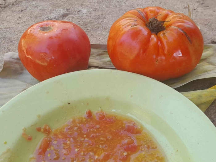 Cara mudah membuat benih tomat dari kebun sendiri (Dokumentasi pribadi Greg Nafanu)
