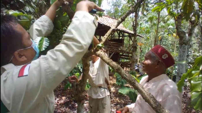 Belajar pemangkasan kopi: dari petani, oleh petani, untuk petani (dok foto: Greg Nafanu)