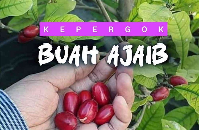 ilustrasi Miracle fruit. Sumber katadesa.id