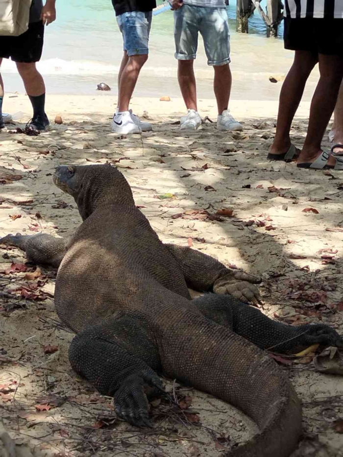 Komodo di Pulau Komodo (Dok. pribadi)