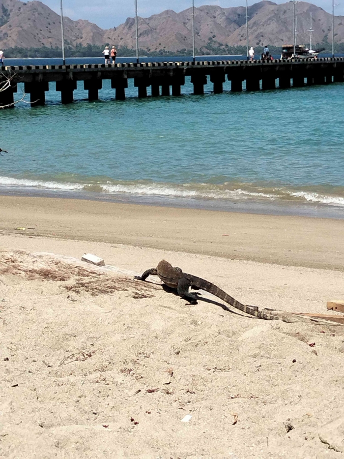 Anak komodo (dok. Pribadi)