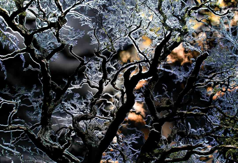 Sumber: Phenomenal natural fractal patterns all around you (starsinsider.com)