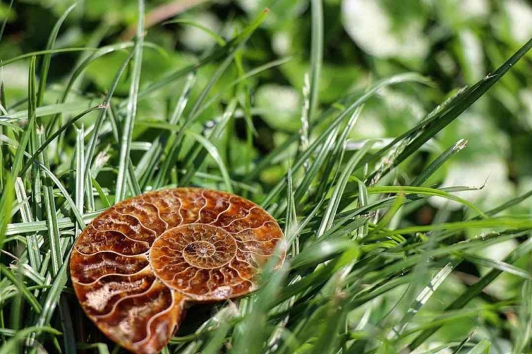Sumber: Phenomenal natural fractal patterns all around you (starsinsider.com)