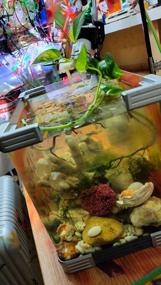 (Self-file) Our 1st 26 fishes in Elim Advanced Technology Laboratory (EAT Lab)